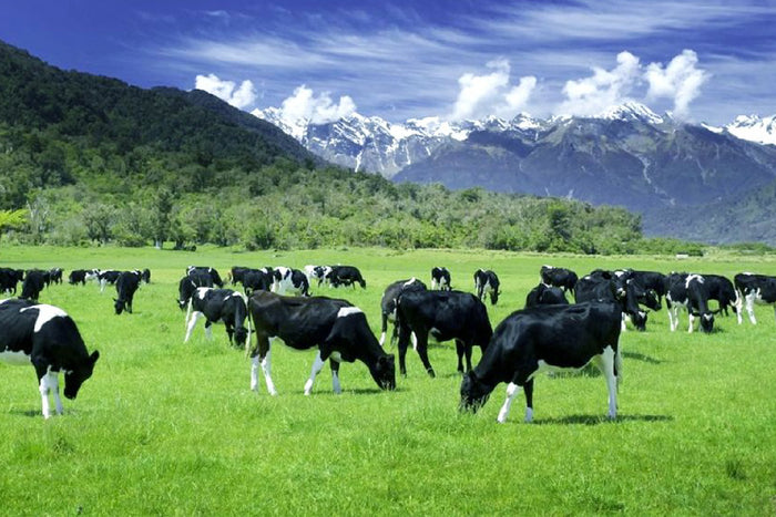 Why is New Zealand Whey the Best?